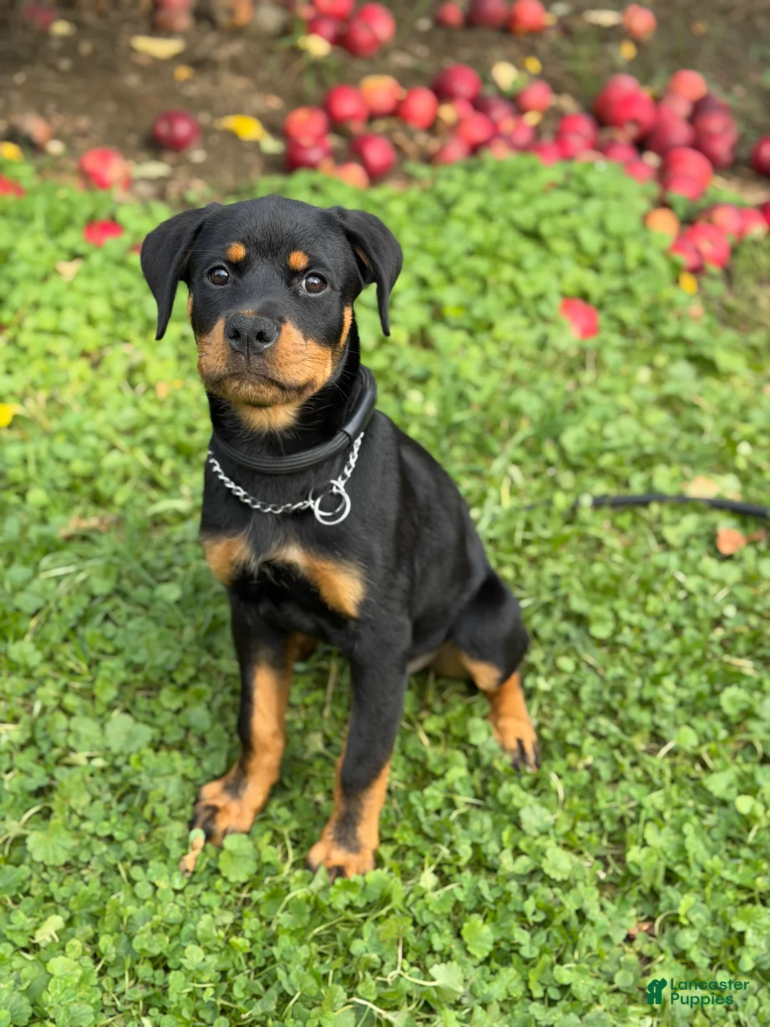 Rottweiler dogs for sale: Zoe - Ad 1