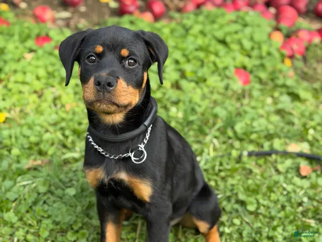 Rottweiler dogs for sale: Zoe - Ad 1