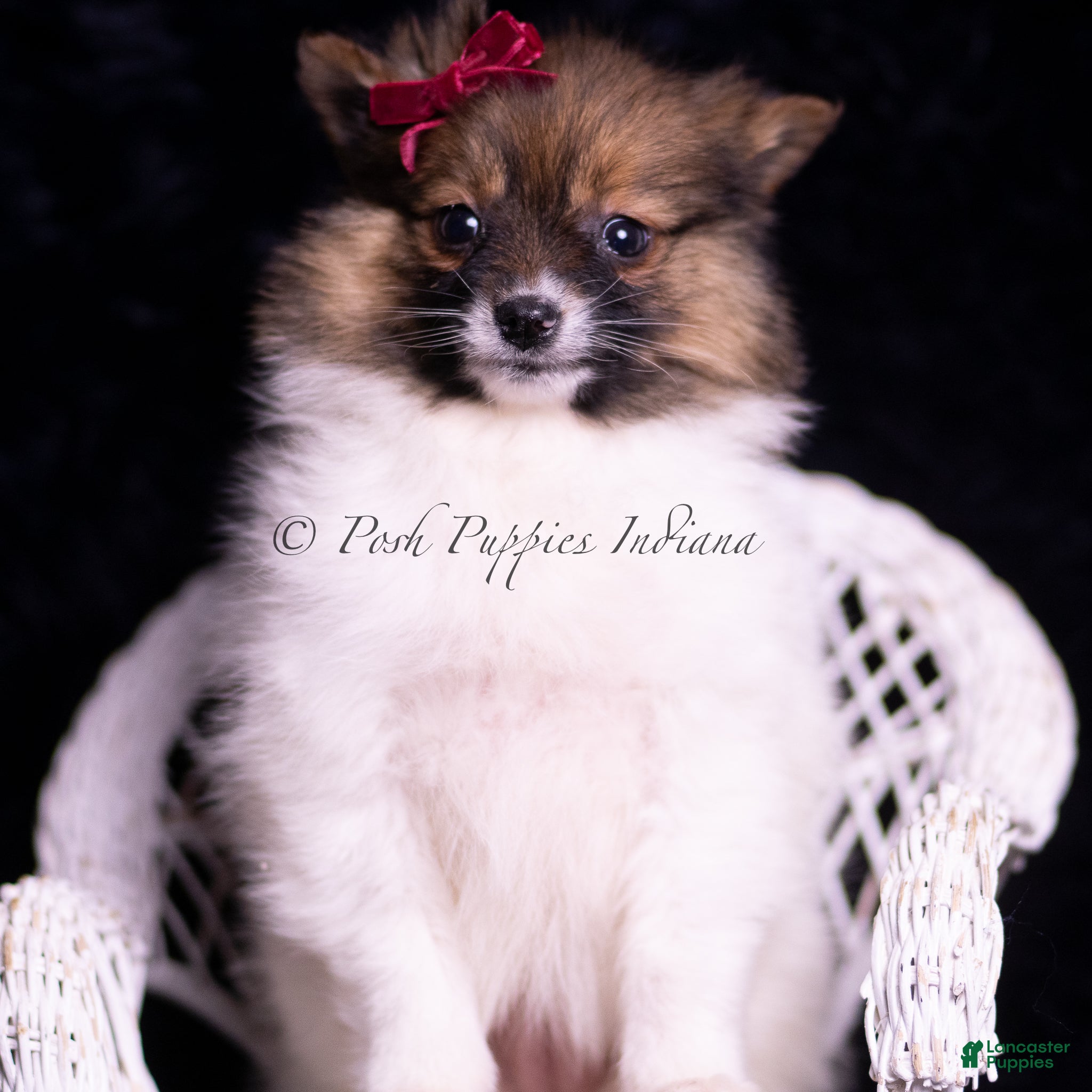 Pomeranian dogs Anika - Ad 37