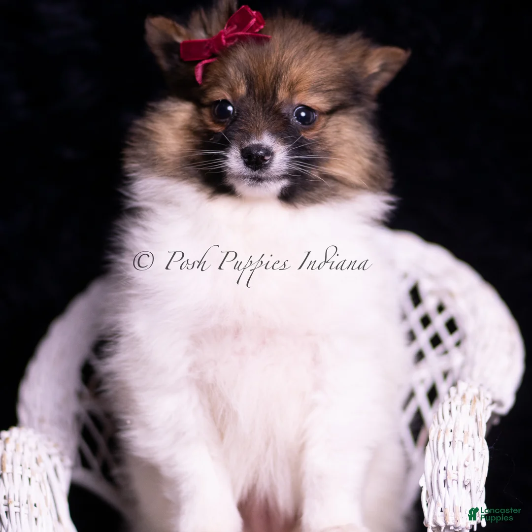 Pomeranian dogs for sale: Anika - Ad 1