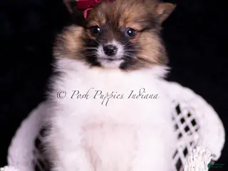 Pomeranian dogs Anika - Ad 37