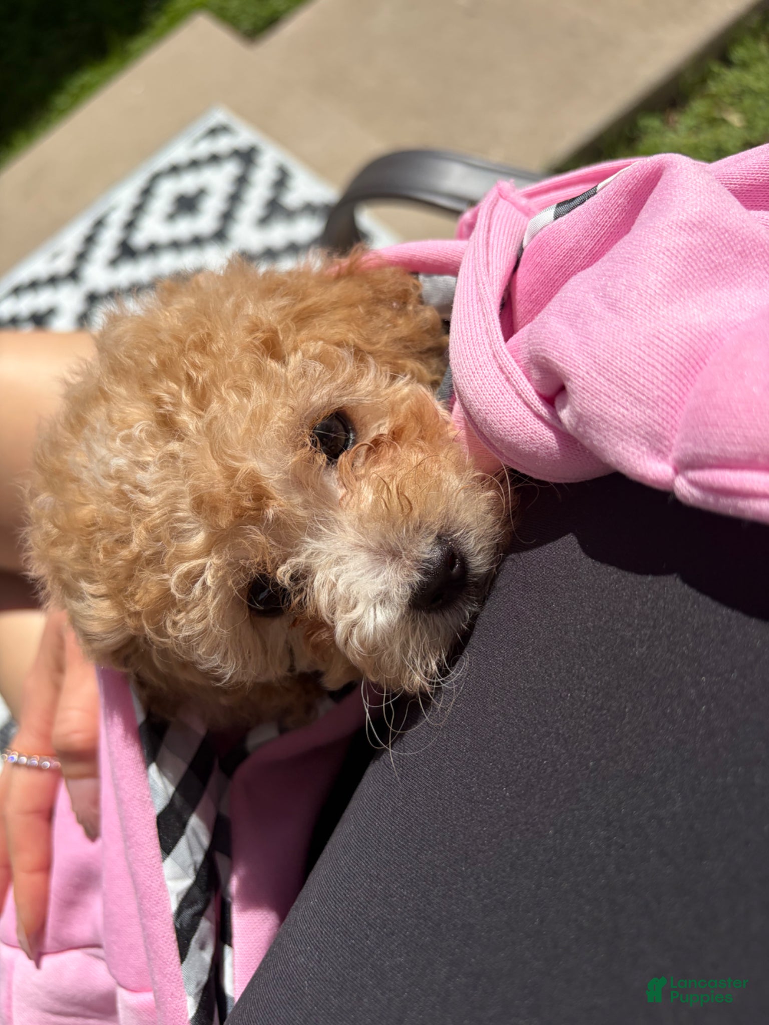 Miniature Poodle dogs Miniature Poodle Puppy 1 - Ad 2