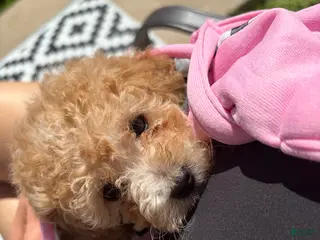 Miniature Poodle dogs Miniature Poodle Puppy 1 - Ad 2