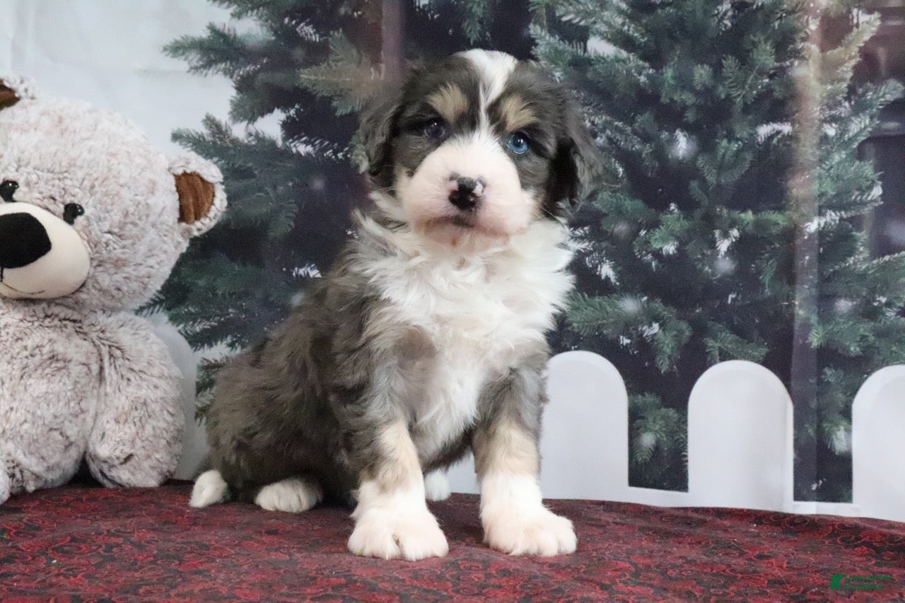 Mini Bernedoodle dogs Tony - Ad 2
