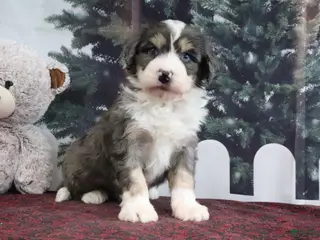 Mini Bernedoodle dogs Tony - Ad 11