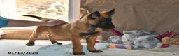 Belgian Malinois dogs for sale: Bruno - Ad 14