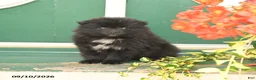 Pomeranian dogs for sale: Midnight - Ad 3