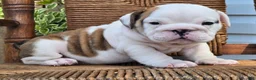 English Bulldog dogs for sale: Boba - Ad 6