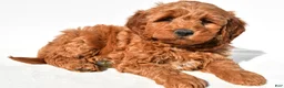 Mini Goldendoodle dogs for sale: Braxton - Ad 4