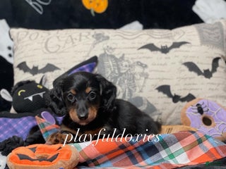 Miniature Dachshund dogs - Ad 5