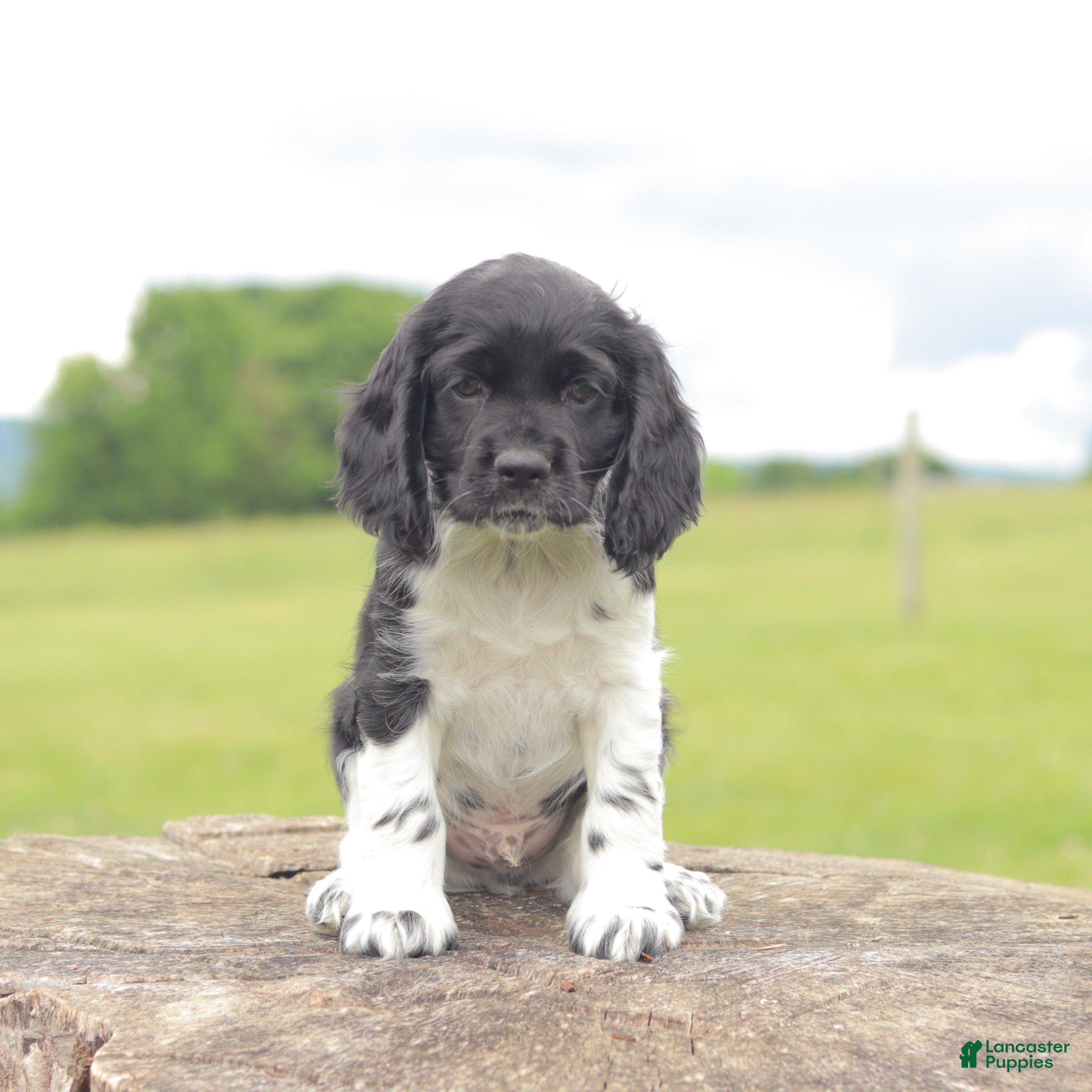 Cocker Spaniel dogs Bingo - Ad 1