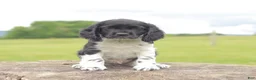 Cocker Spaniel dogs for sale: Bingo - Ad 1