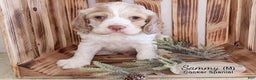 Cocker Spaniel dogs for sale: Sammy - Ad 1