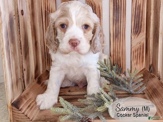 Cocker Spaniel dogs for sale: Sammy - Ad 2