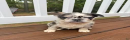 French Bulldog dogs for sale: Bella - Ad 4