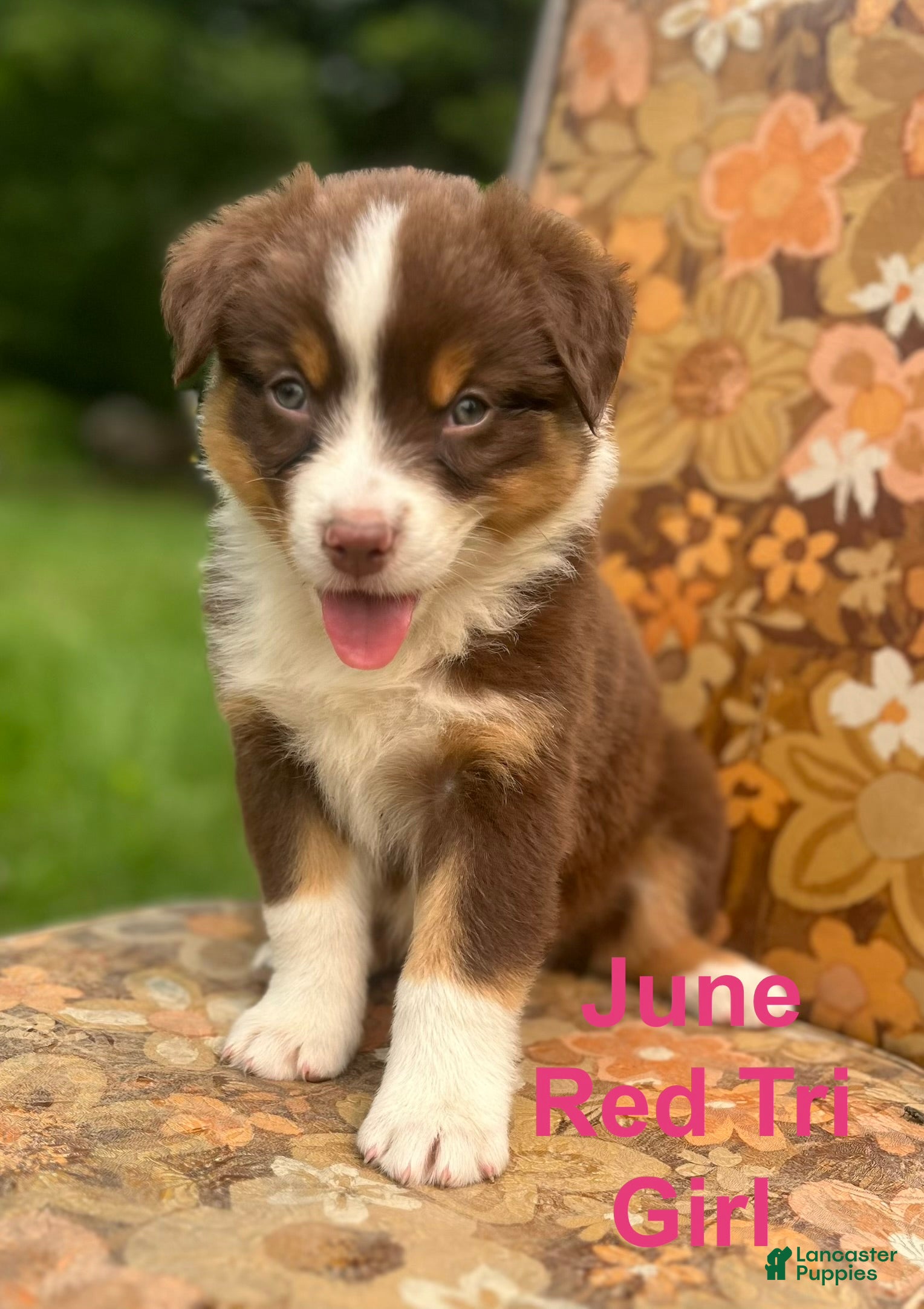 Australian Shepherd dogs June - Ad 2