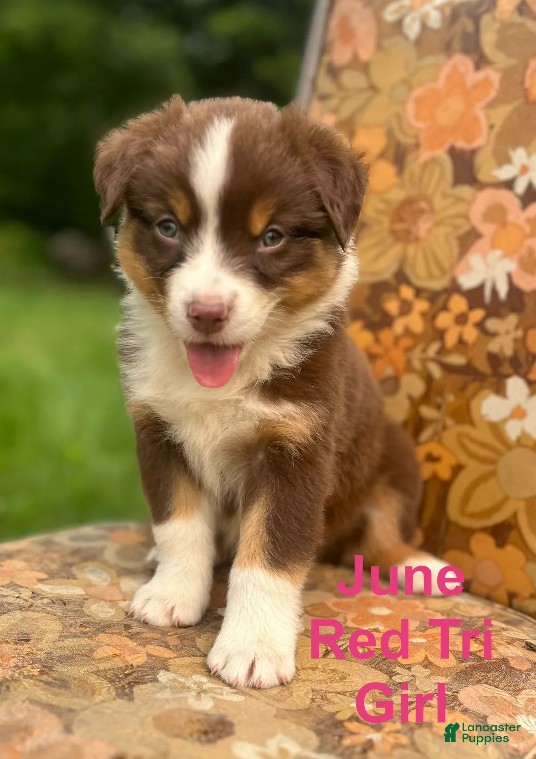 Australian Shepherd dogs for sale: June - Ad 2