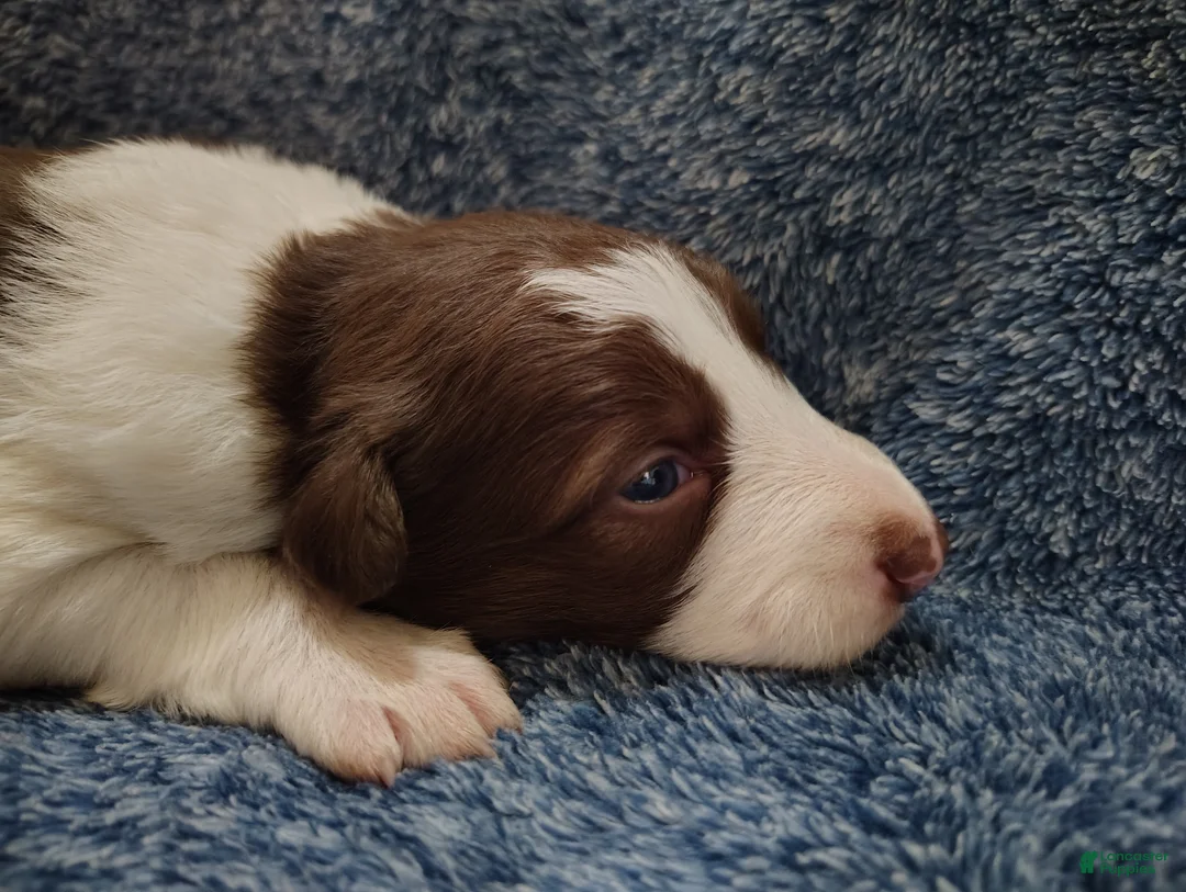 Border Collie dogs for sale: Atticus  - Ad 1