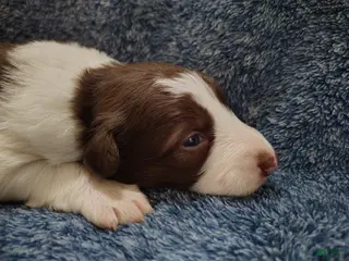 Border Collie dogs for sale: Atticus - Ad 3