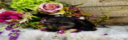 Yorkshire Terrier dogs for sale: Madeleine   - Ad 7