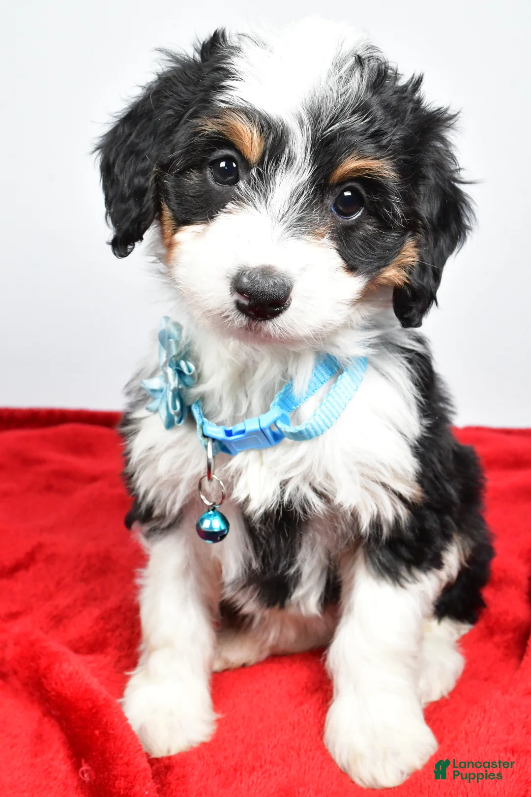 Mini Aussiedoodle dogs for sale: Gabby - Ad 5