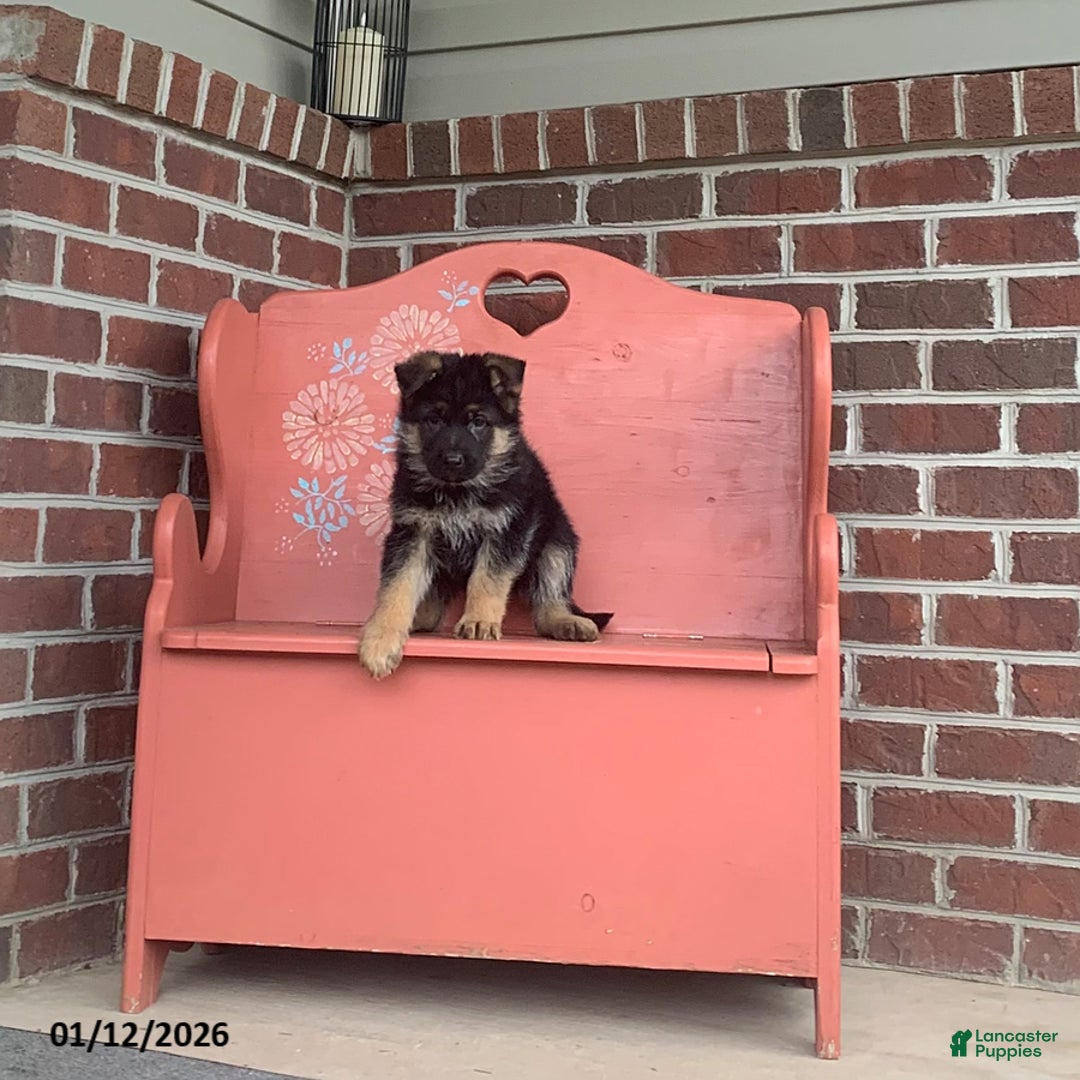 German Shepherd dogs for sale: Bobby - Ad 2