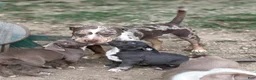 American Bully dogs for sale: Oreo - Ad 3