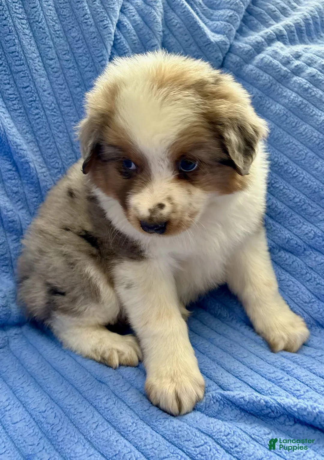 Australian Shepherd dogs for sale: Australian Shepherd Puppy 2 - Ad 2