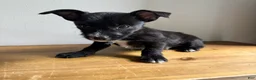Chorkie dogs for sale: Tito - Ad 4