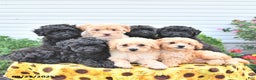Shihpoo dogs for sale: Forrest  - Ad 5