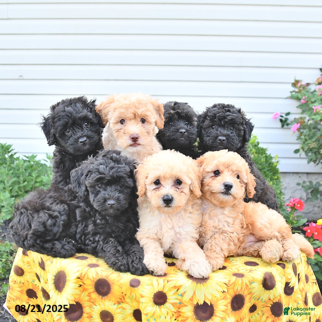 Shihpoo dogs for sale: Forrest  - Ad 5