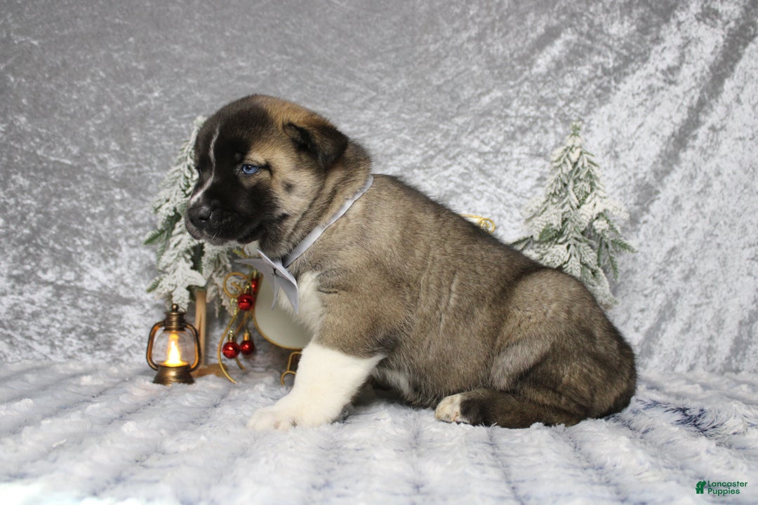 Pomsky dogs for sale: Rowan  - Ad 4