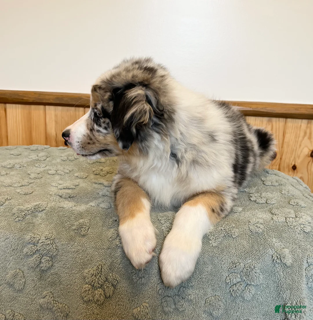 Australian Shepherd dogs for sale: Raptor  - Ad 2