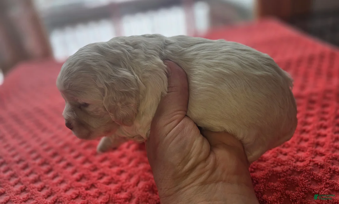 Cocker Spaniel dogs for sale: Buffy - Ad 2