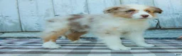 Australian Shepherd dogs for sale: Rocky - Ad 6
