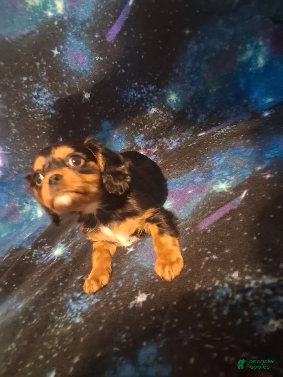 Cavalier King Charles Spaniel dogs for sale: Sebastian - Ad 2