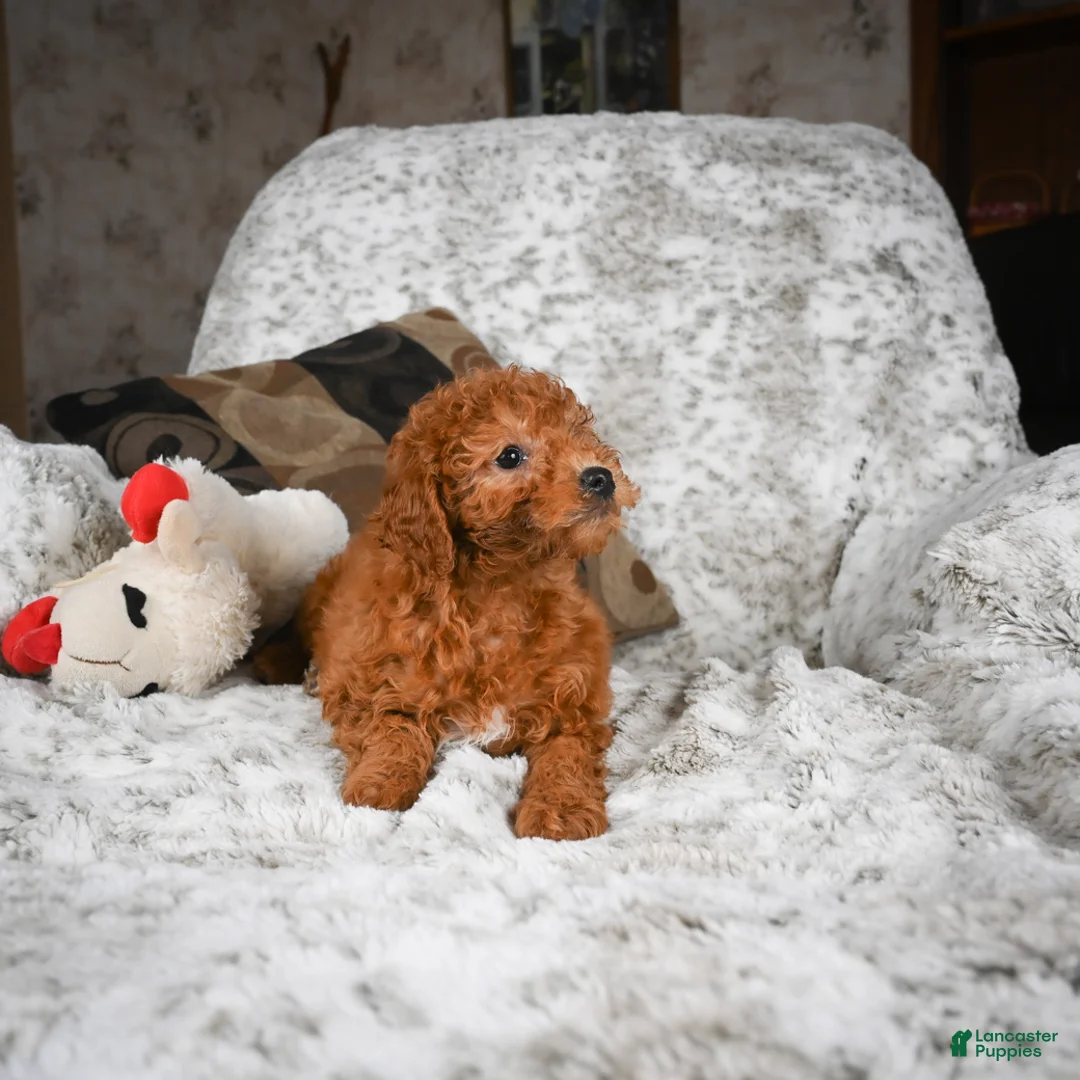 Cavapoo dogs for sale: Carl - Ad 10