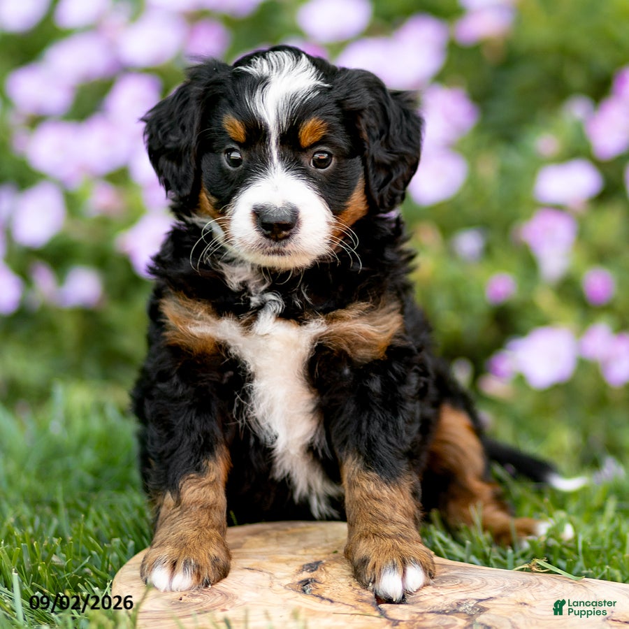 Mini Bernedoodle dogs Gus - Ad 2