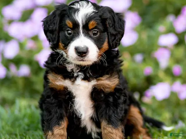 Mini Bernedoodle dogs Gus - Ad 2