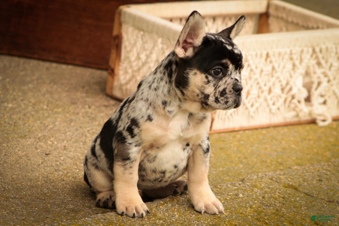 French Bulldog dogs Bella French Bulldog  - Ad 2
