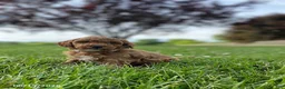 Miniature Labradoodle dogs for sale: Hally - Ad 2