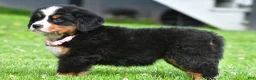 Bernese Mountain Dog dogs for sale: Nancey - Ad 5