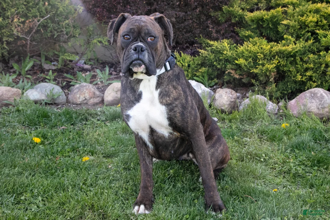 Boxer dogs for sale: Molly - Ad 3