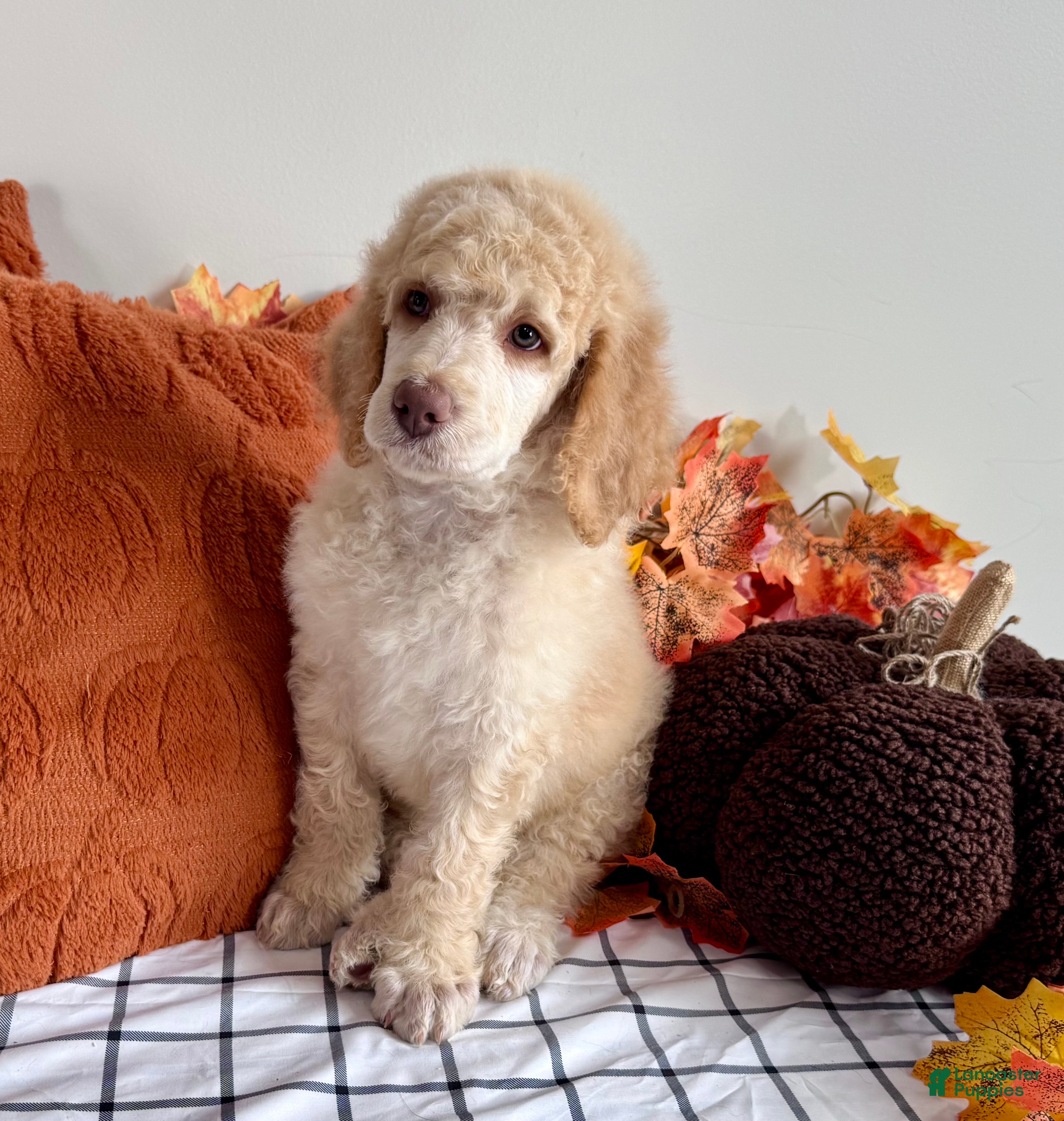 Standard Poodle dogs Ready 9/15! 🐶Black collar🐶 - Ad 1