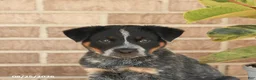 Australian Cattle Dog dogs for sale: Milo - Ad 4