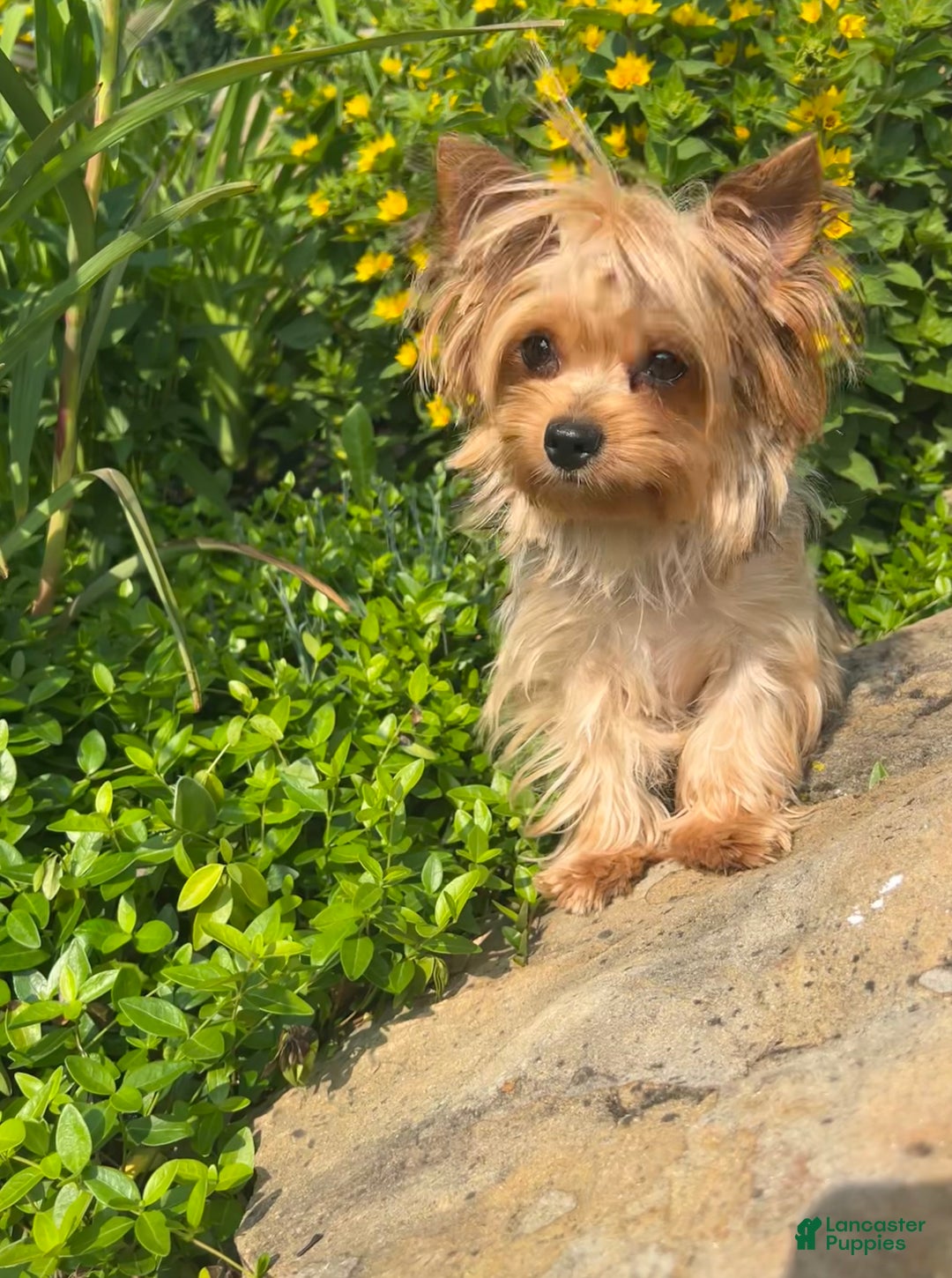 Yorkshire Terrier dogs for sale: Teddy - Ad 8