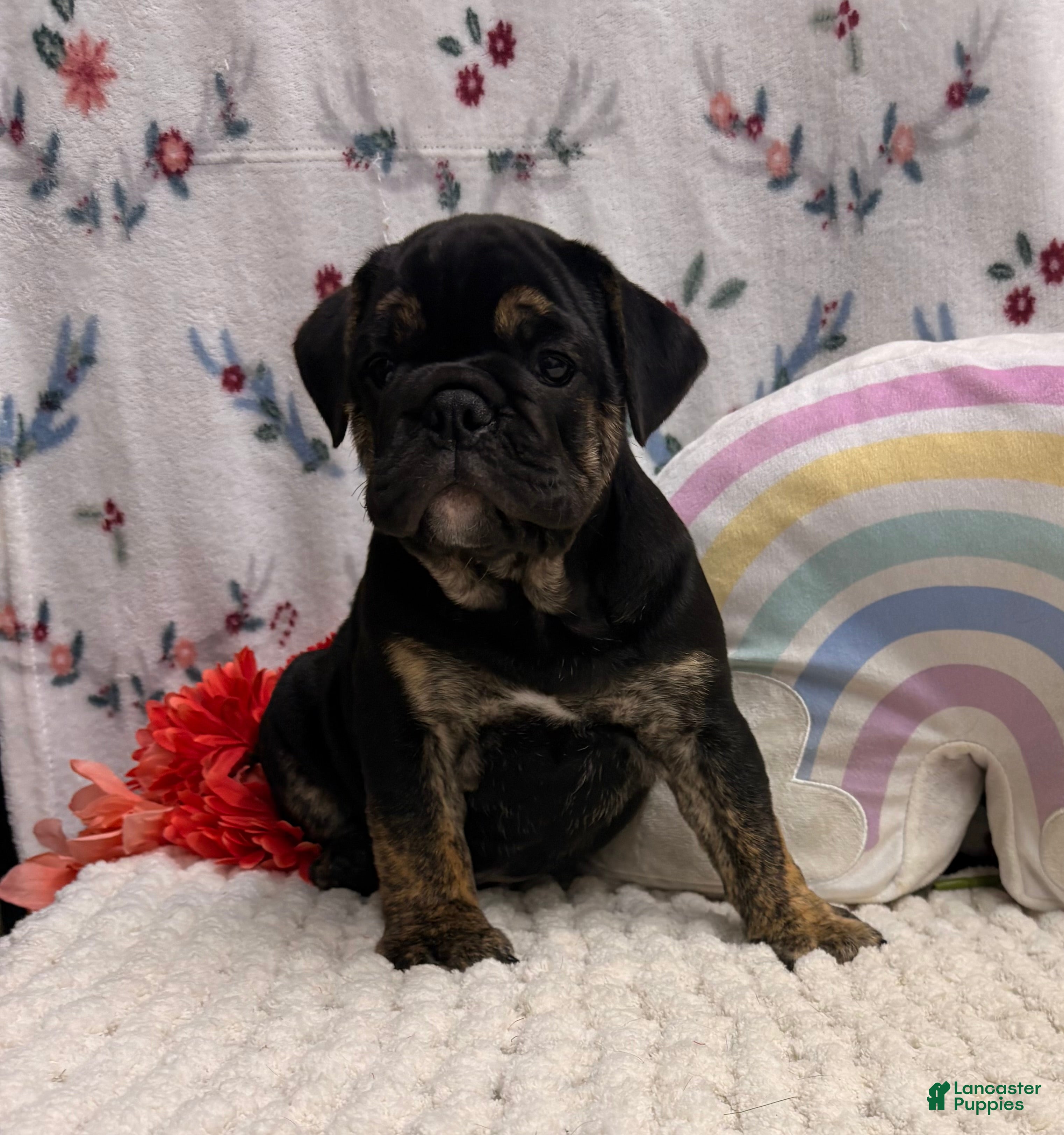 English Bulldog dogs Wolf - Ad 1