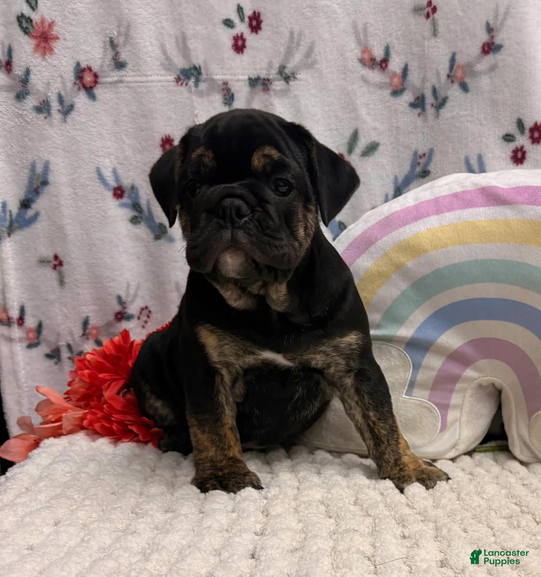 English Bulldog dogs for sale: Wolf - Ad 1