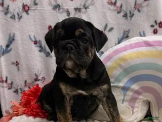 English Bulldog dogs for sale: Wolf - Ad 1