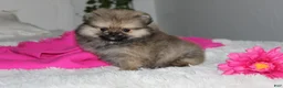 Pomeranian dogs for sale: Tiny Tessa - Ad 11
